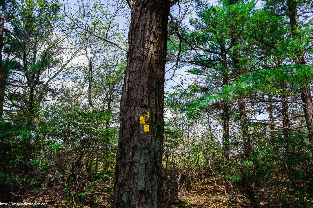 yellow trail intersection